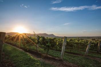 Hunter Valley wineries